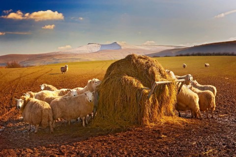 Domestic sheep