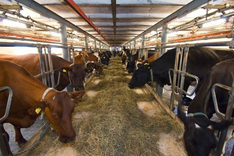 Dairy farming