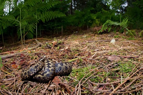 Adder