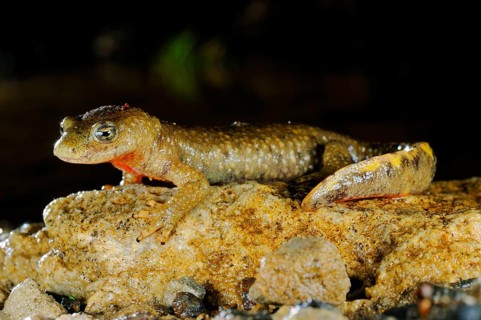 Pyrenean brook salamanders