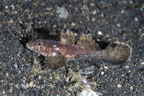 Hasselt's Goby