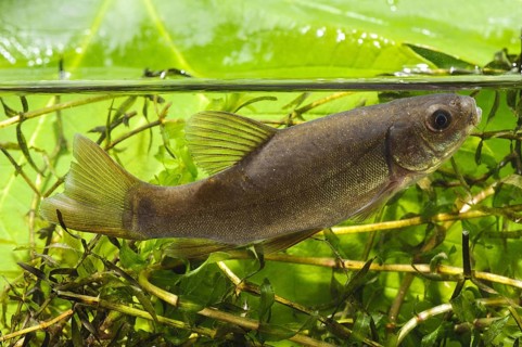 Tench