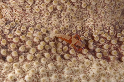 Imperial emperor shrimp