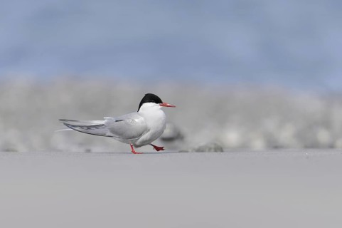 Arctic terns