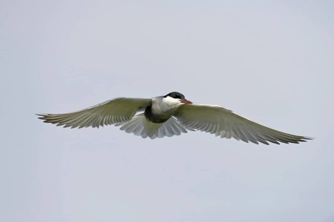 Whiskered Tern