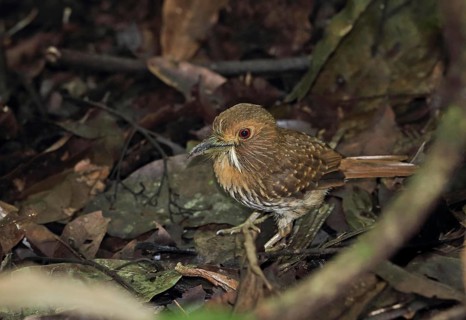 White-whiskered Puffbird