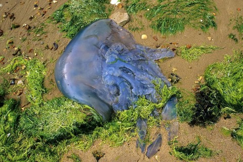 Cauliflower jellyfish