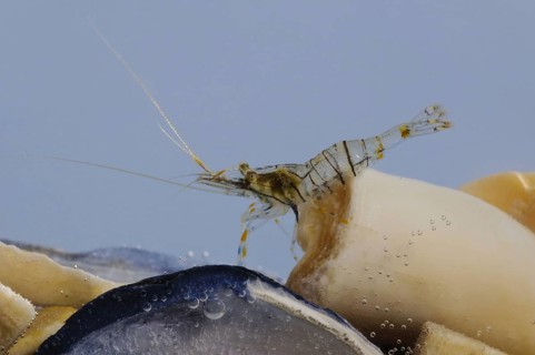 Saw prawn