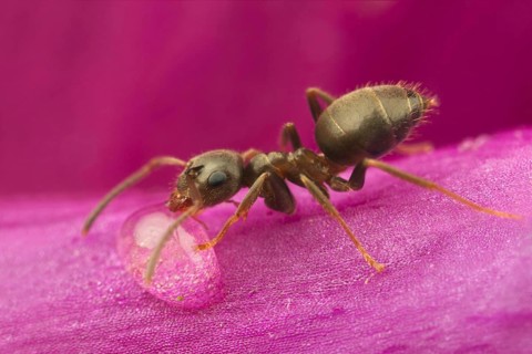 Black Garden Ant