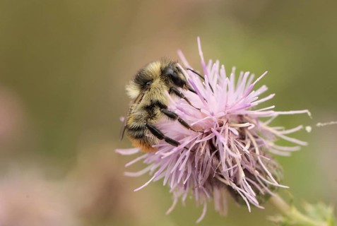 Shrill Carder Bee
