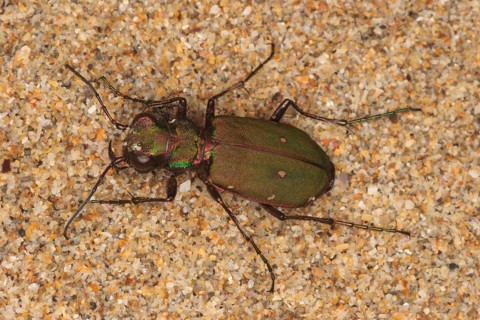 Green tiger beetle