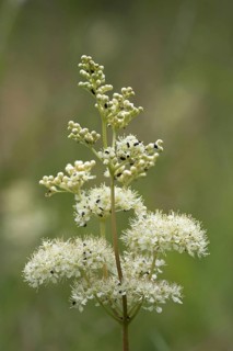 Meadowsweet flowers covered with beetles