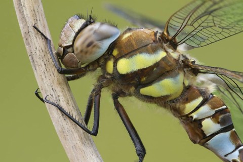 Migrant hawker