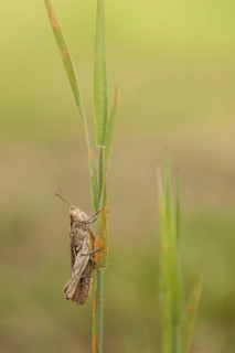 Common Field Grasshopper