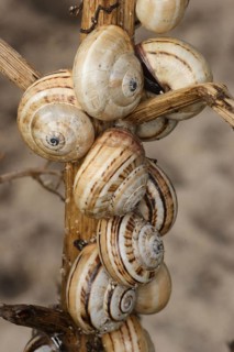 Mediterranean Sand Snail