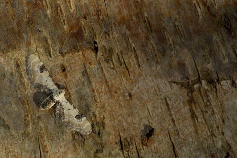Lime-speck Pug