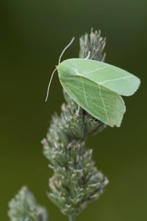 Scarce Silver-lines