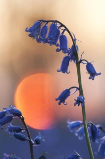Endymion hyacinth