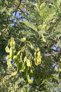 Silver wattle