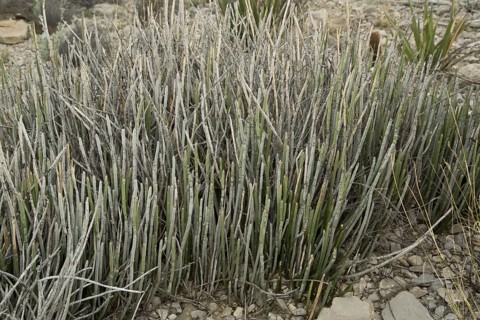 Candelilla