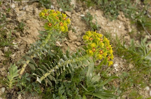 Tithymalus myrsinites