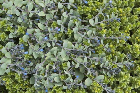 Flowering oysterleaf