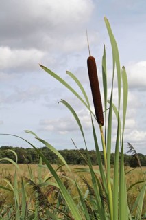 Bulrush