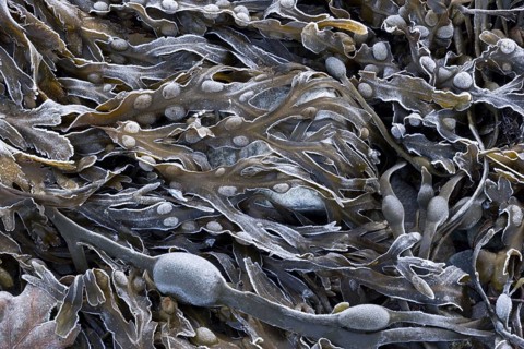 Bladder Wrack