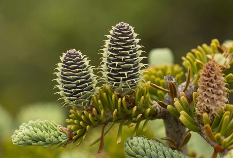 Balsam fir