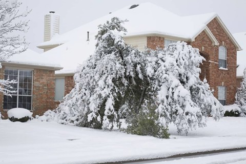 Heavy wet snowfall on magnolia breaking branches