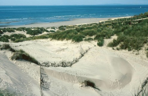 Sand dune 'blow-out' reclamation on coastal dunes