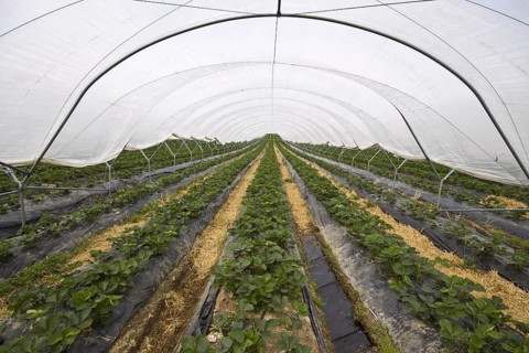 Polly tunnel covers strawberry crop