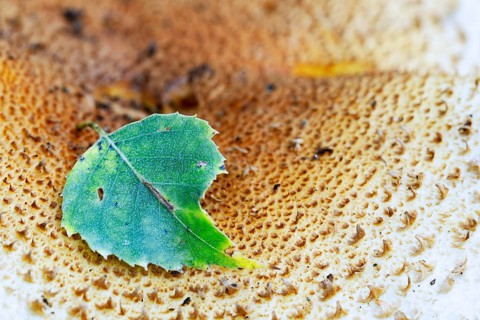 Leaf of a birch