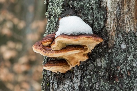 Benzoin bracket