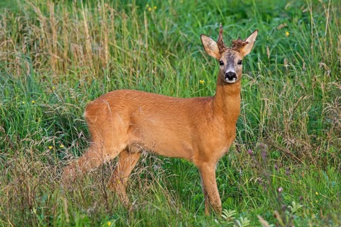 European roe deer