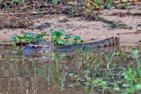 Yacare caiman