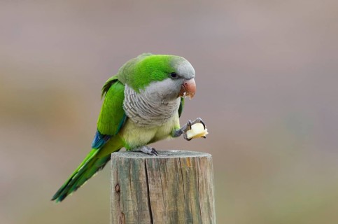 (Myiopsitta monachus)
