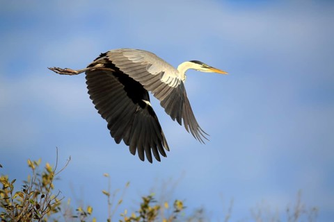 Cocoa Heron