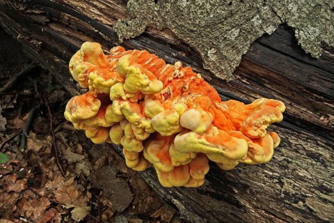 Sulphur Porling