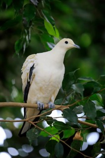 Torres Strait imperial-pigeon