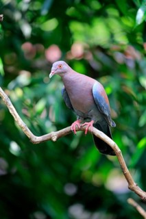 Maranon Pigeon