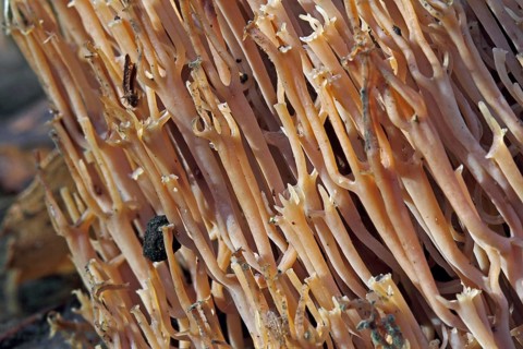 Branched cup coral