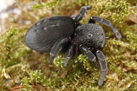 Ladybird spider