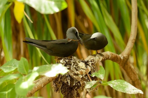 Black Noddy