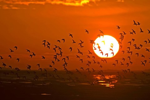 Flock of european golden plover