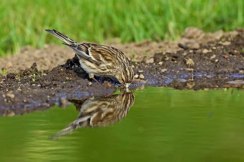 Twite