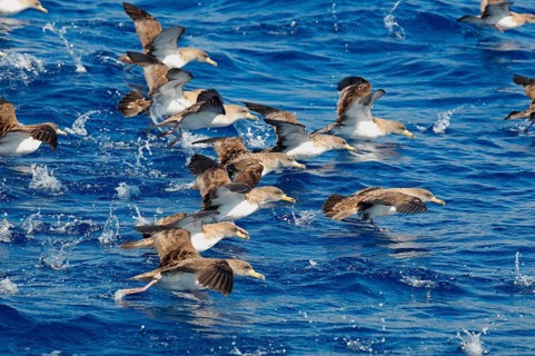 Puffinus diomedea