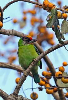 Golden-throated Barbet