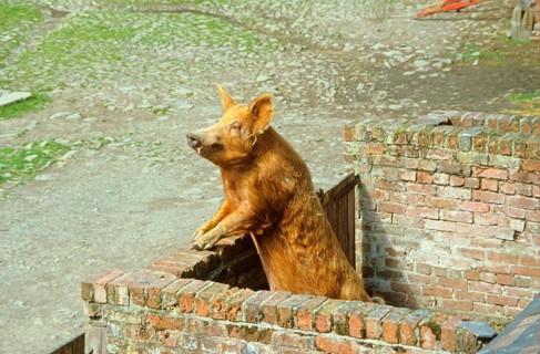 Domestic pig