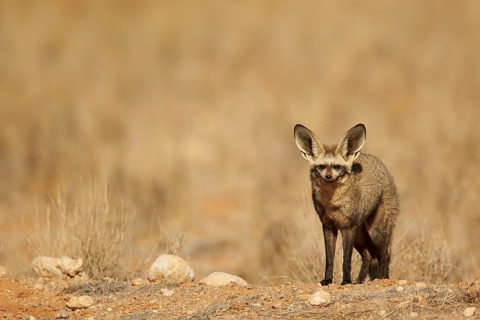 Bat-eared fox